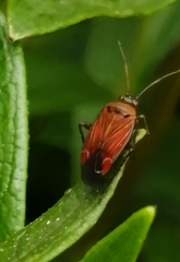 Pachyxyphus lineellus