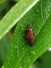 Pachyxyphus lineellus