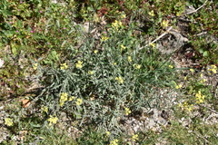 Aurinia sinuata