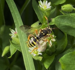Nomada goodeniana