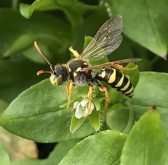 Nomada goodeniana