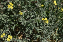 Aurinia sinuata