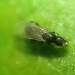 Phoridae