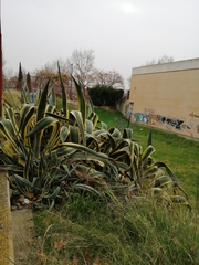 Agave americana