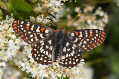 Euphydryas colon colon