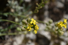 Alyssoides utriculata