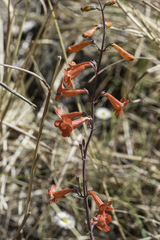 Penstemon alamosensis