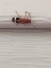 Psenocerus supernotatus