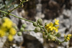 Alyssoides utriculata