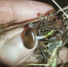 Strobilurus stephanocystis