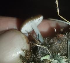 Strobilurus stephanocystis