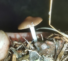 Strobilurus stephanocystis