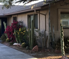 Kroenleinia grusonii