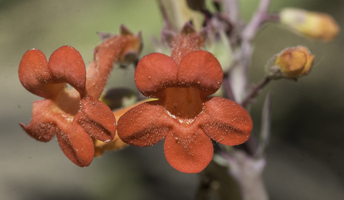 Los Alamos beardtongue (Penstemon alamosensis)