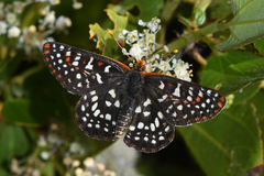 Euphydryas colon colon