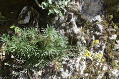 Alyssoides utriculata