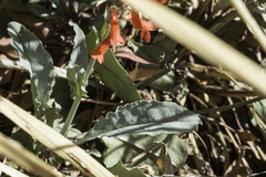 Penstemon alamosensis