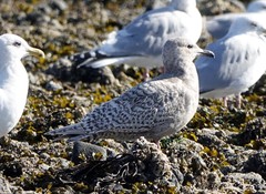 Larus glaucoides