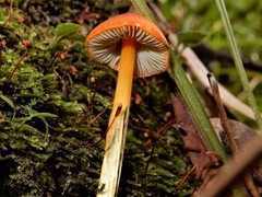 Hygrocybe