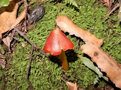 Hygrocybe