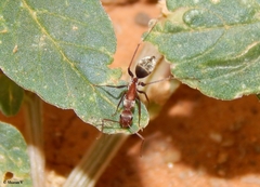 Camponotus rufoglaucus