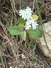 Valerianella amarella