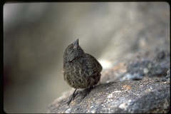 Sharp-Beaked Ground-Finch photo 2