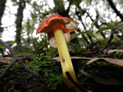 Hygrocybe