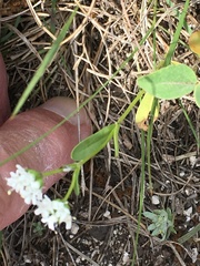 Valerianella amarella