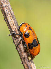 Clytra novempunctata