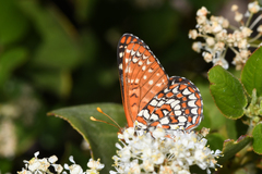 Euphydryas colon colon