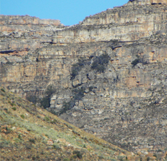 Widdringtonia wallichii