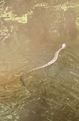 Nerodia fasciata