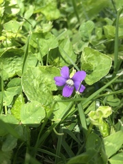 Viola sororia