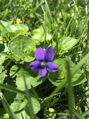 Viola sororia