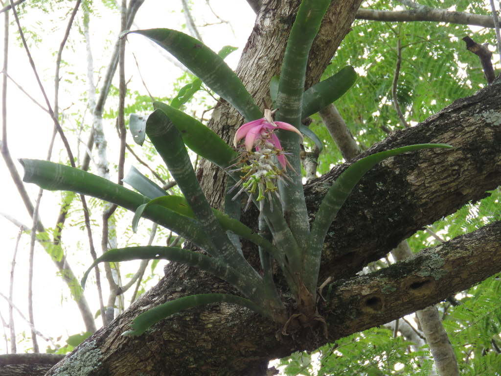Billbergia zebrina