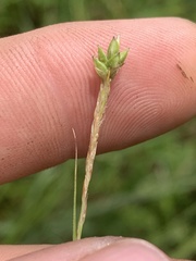 Carex oxylepis