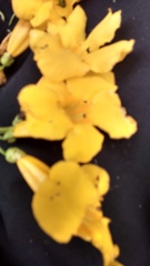 Dolichandra quadrivalvis