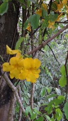 Dolichandra quadrivalvis