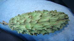 Amphilophium paniculatum