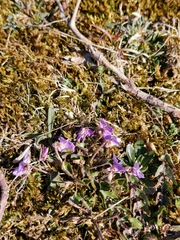 Viola rupestris