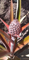 Ananas comosus comosus