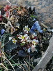 Cochlearia danica