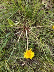 Taraxacum officinale