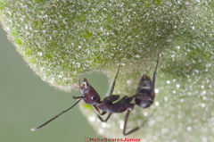 Camponotus leydigi
