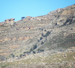 Widdringtonia wallichii