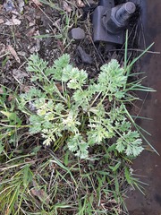 Artemisia absinthium