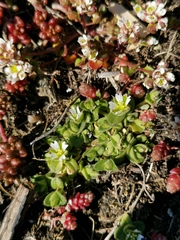 Cerastium diffusum