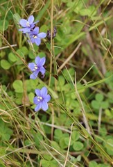 Aristea angolensis
