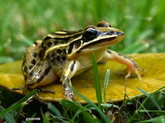 Leptodactylus gracilis